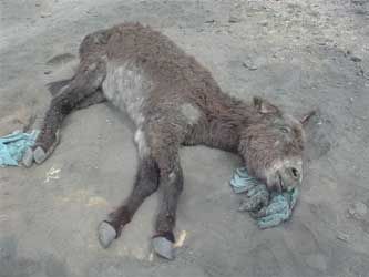 Maltrato animal Un crimen repudiable Maltrato animal Un crimen repudiable