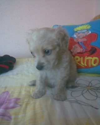 maltrato maltrato