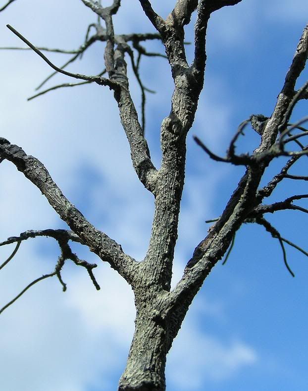 grey trunk