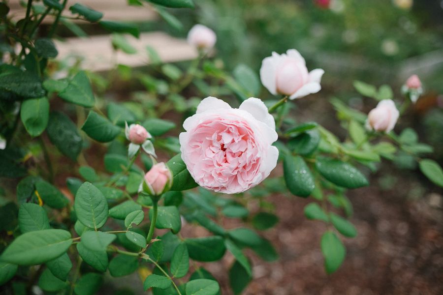  photo IMG_5018_zps75bd4701.jpg