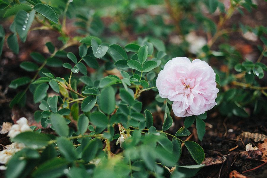  photo IMG_5022_zps617c664f.jpg