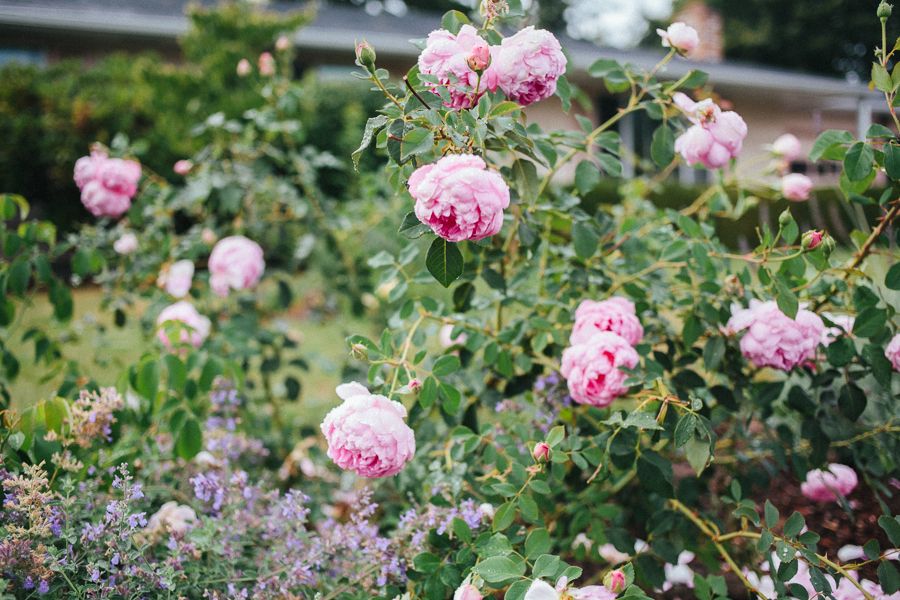  photo IMG_5025_zpse4960773.jpg