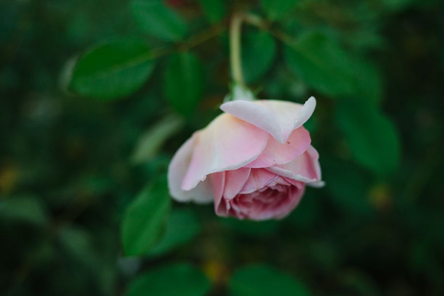  photo IMG_5033_zps34818e8e.jpg