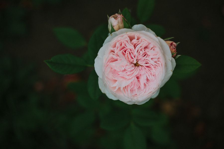  photo IMG_5037_zps36ad5525.jpg