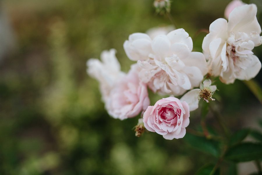  photo IMG_5038_zps948bc261.jpg