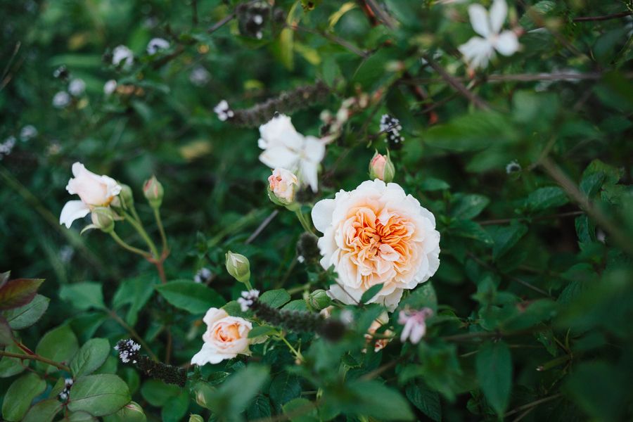  photo IMG_5039_zpsacb4e02a.jpg