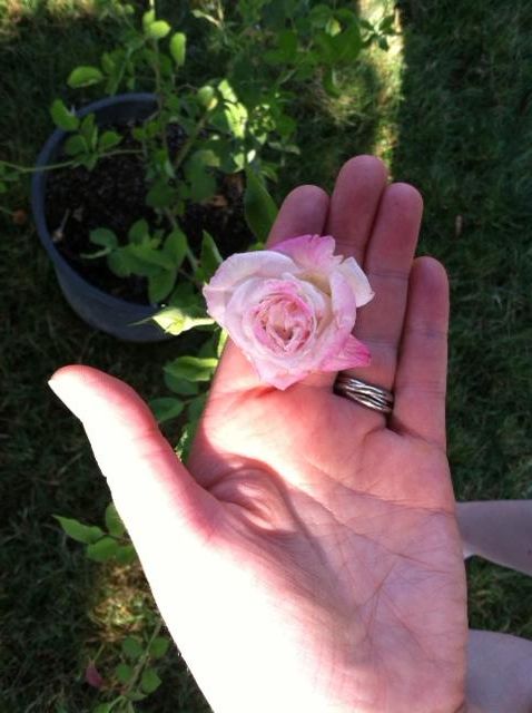  photo photo1_zpsfadbfd95.jpg