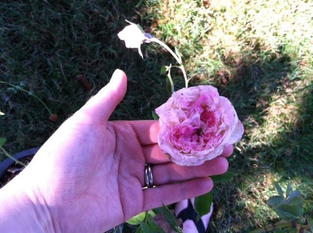  photo photo2_zps33fed636.jpg