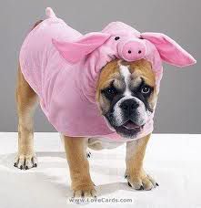 dog image want a pig
