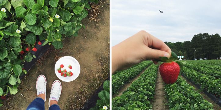  strawberry picking | creative index blog