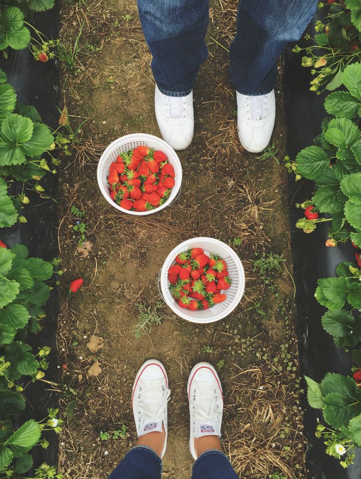  strawberry picking | creative index blog