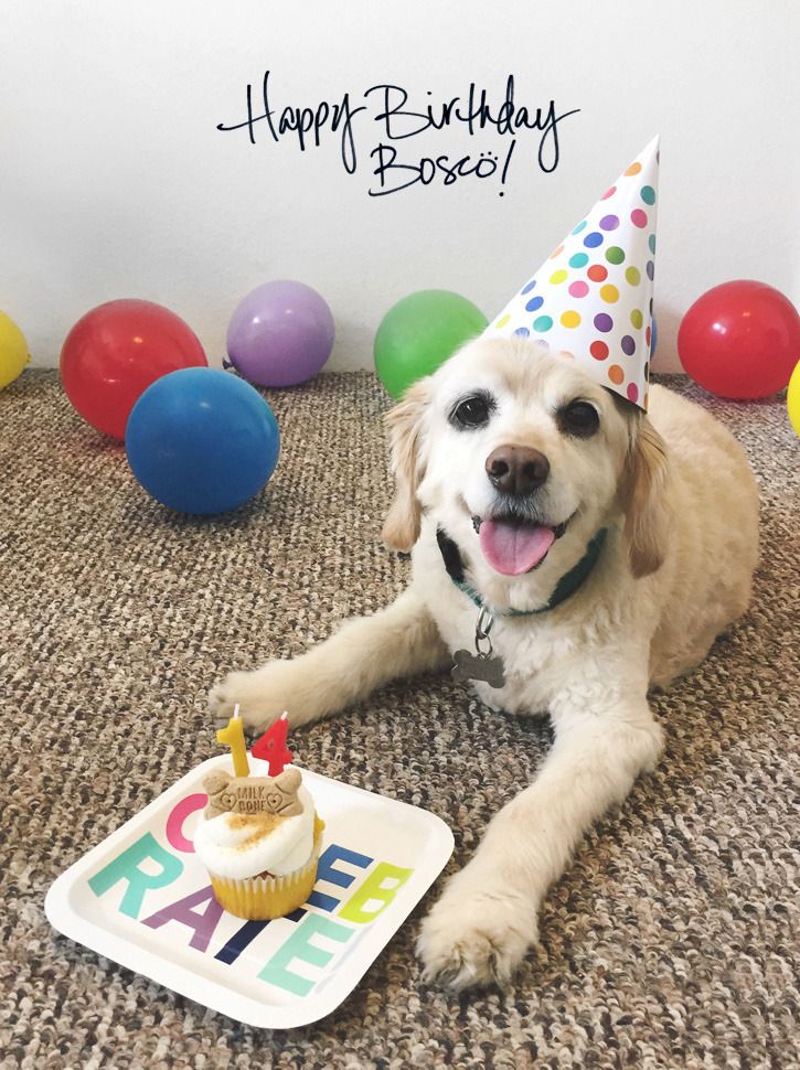  bosco's birthday - photo by creative index