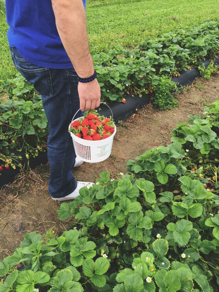  strawberry picking | creative index blog