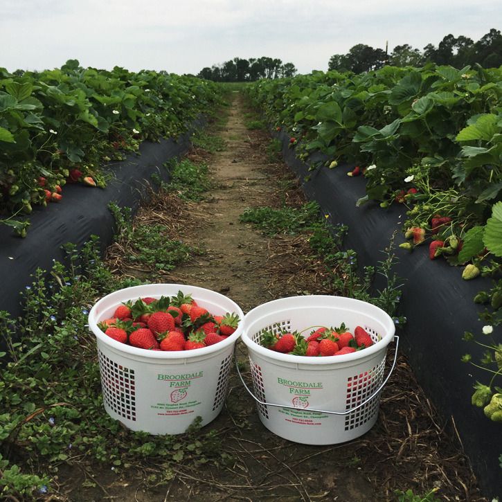  strawberry picking | creative index blog