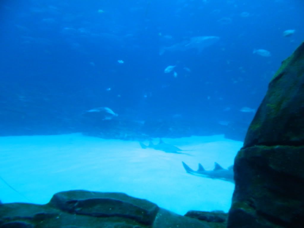 DSCN1661.jpg