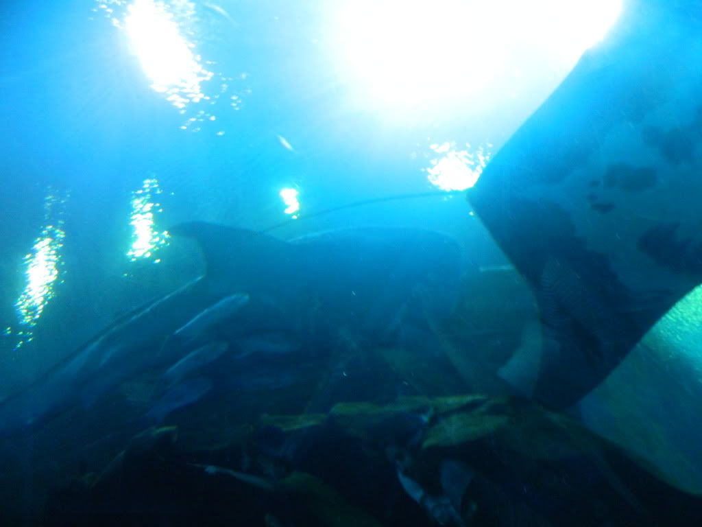 DSCN1695.jpg