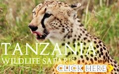 Wildlife Tanzania