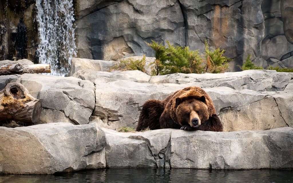 BearsLife.jpg