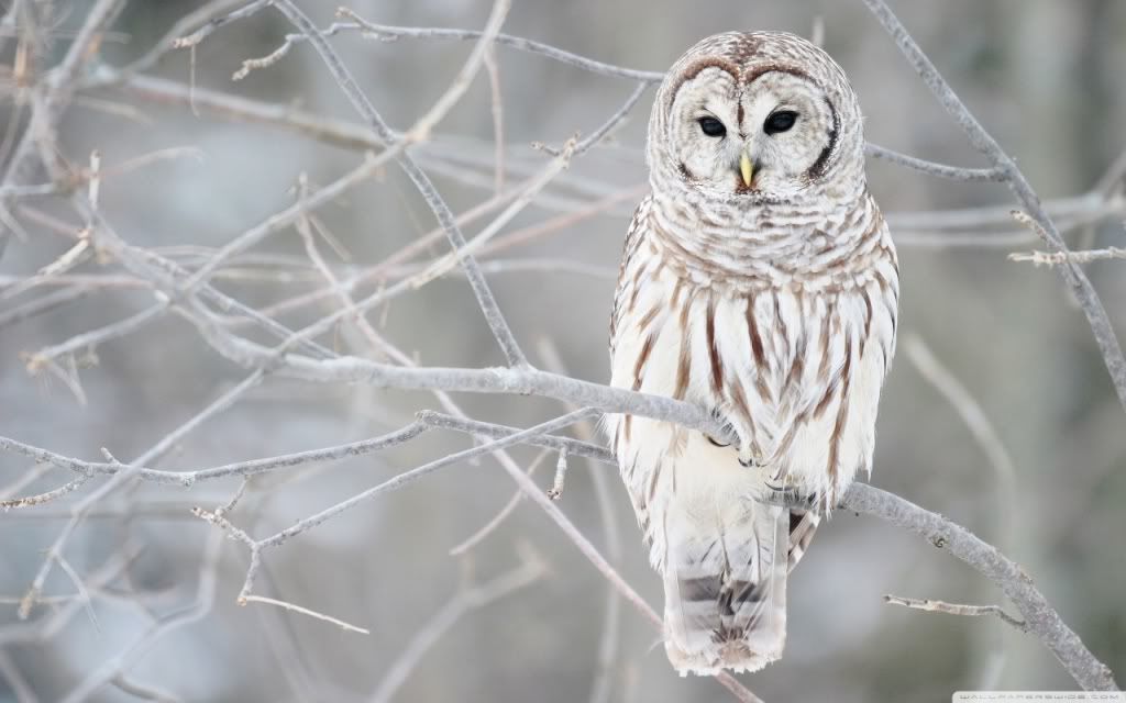 WhiteOwl.jpg
