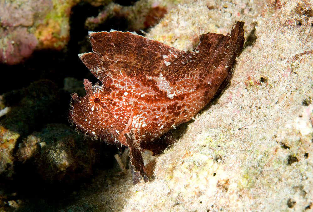 LeafScorpionfish3-lav.jpg