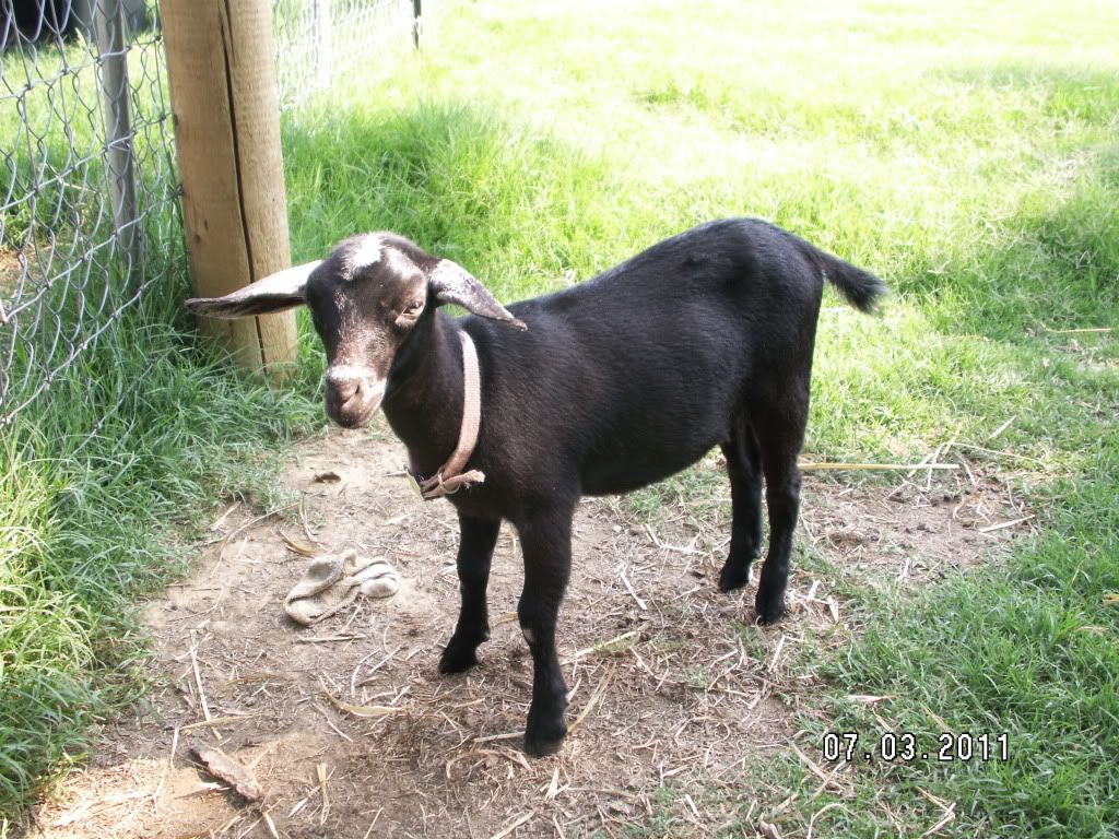 Pics of new Kinder goats (hopefully) - Goats