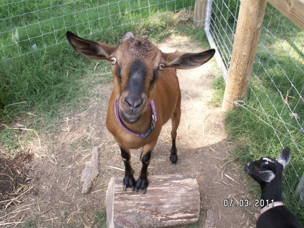 Pics of new Kinder goats (hopefully) - Goats