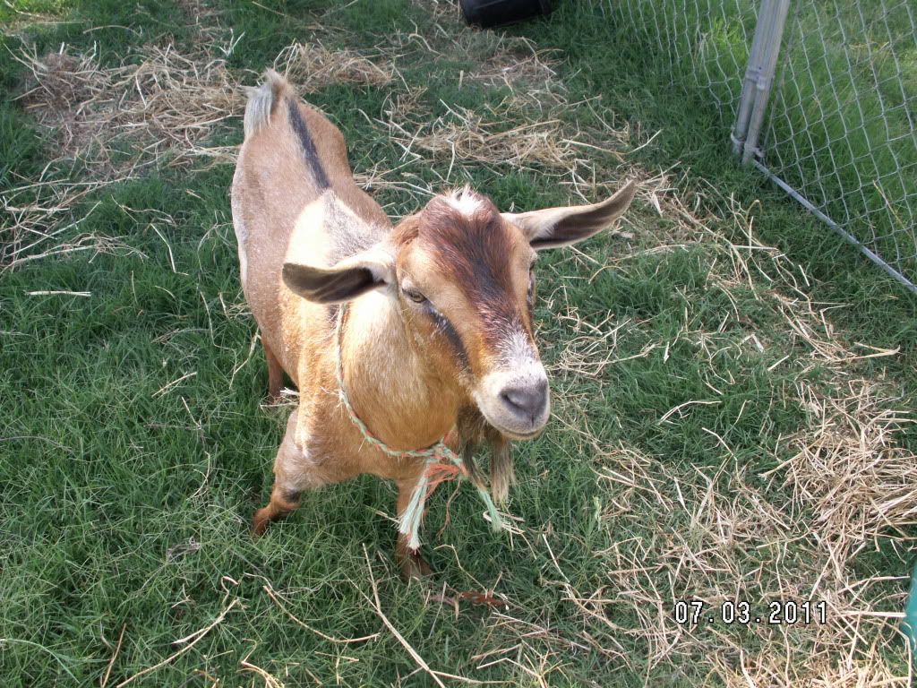 Pics of new Kinder goats (hopefully) - Goats