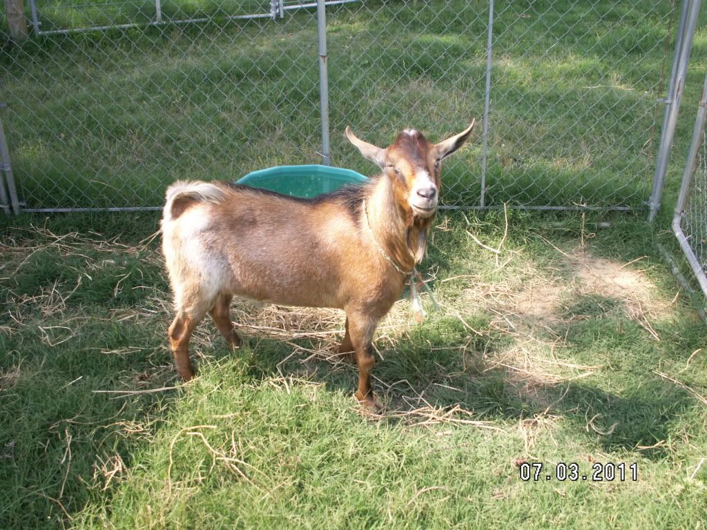 Pics of new Kinder goats (hopefully) - Goats