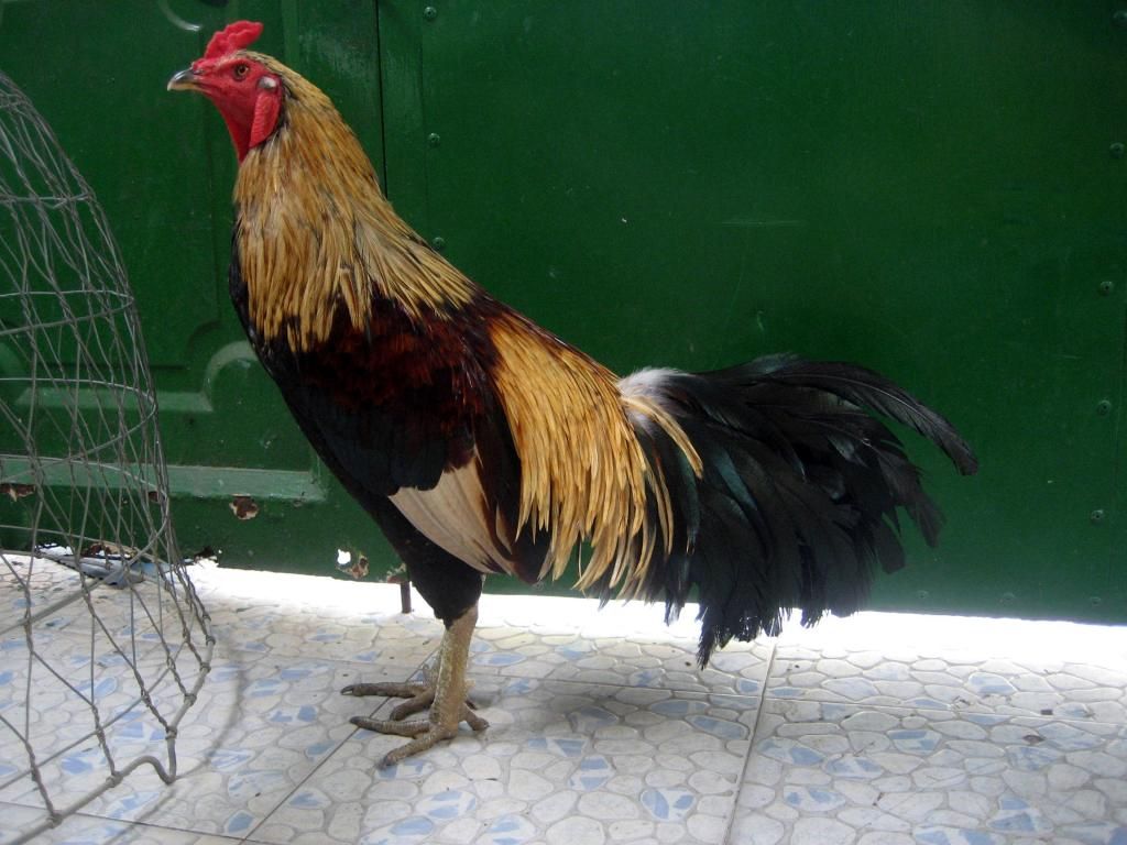 Quận 12 - Bán gà đá !!! - 3