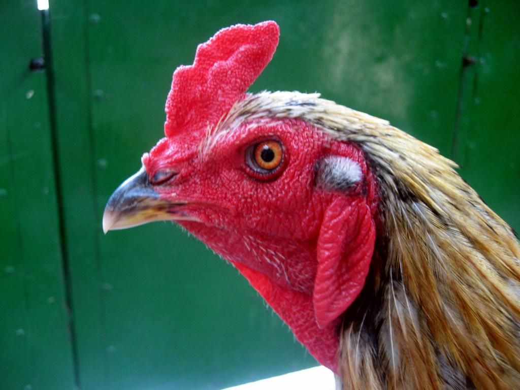 Quận 12 - Bán gà đá !!! - 2