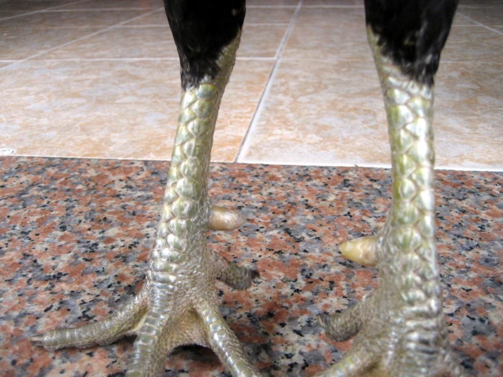 Quận 12 - Bán gà đá !!! - 4