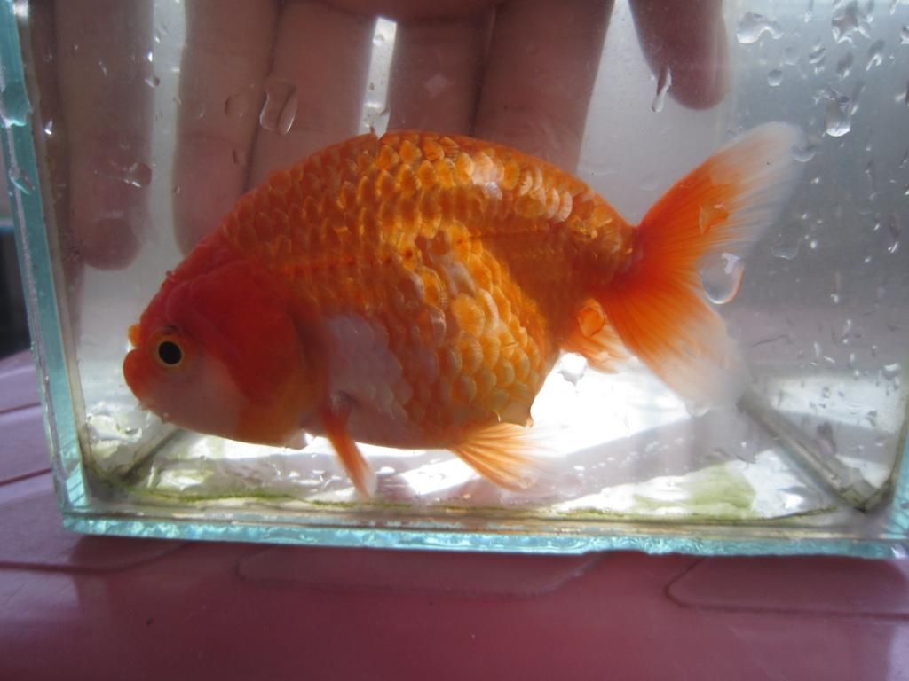 Quận 12 - Cần bán Ranchu ( Gold Fish )