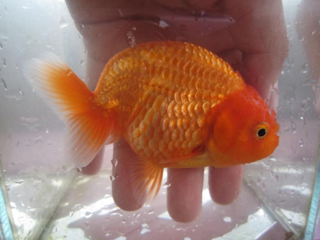 Quận 12 - Cần bán Ranchu ( Gold Fish ) - 2