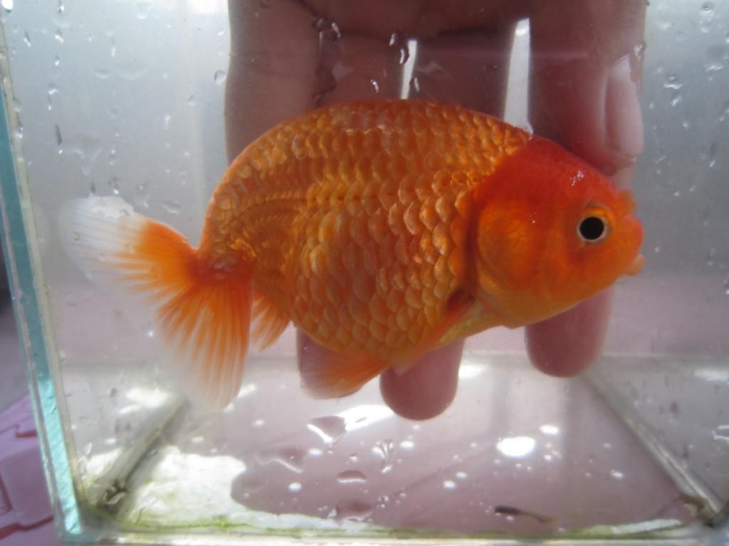 Quận 12 - Cần bán Ranchu ( Gold Fish ) - 1