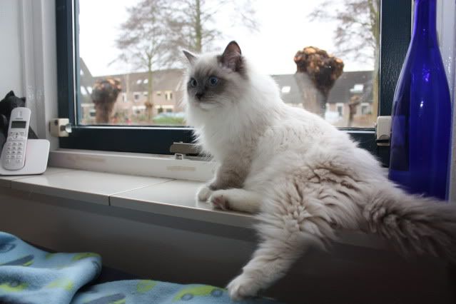 Geplaatste afbeelding