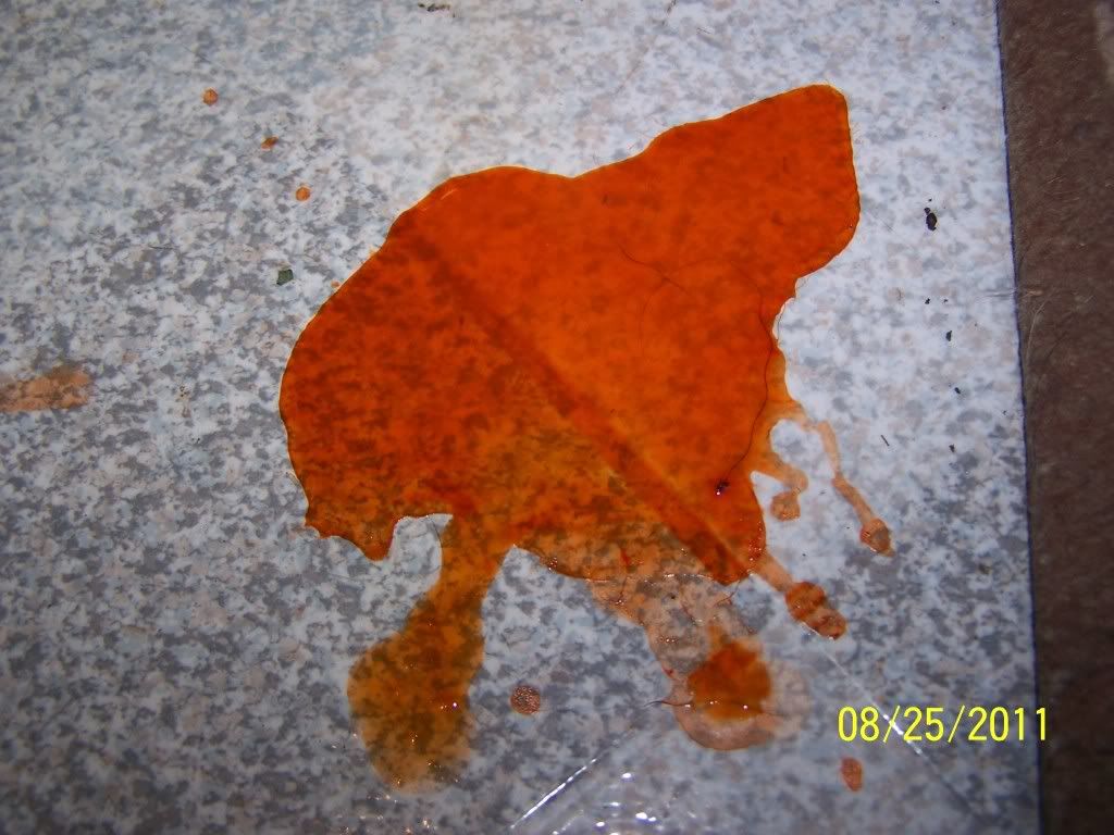 Dark orange urine? Rabbits Online