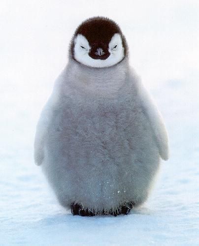 [Image: penguin-chick.jpg]