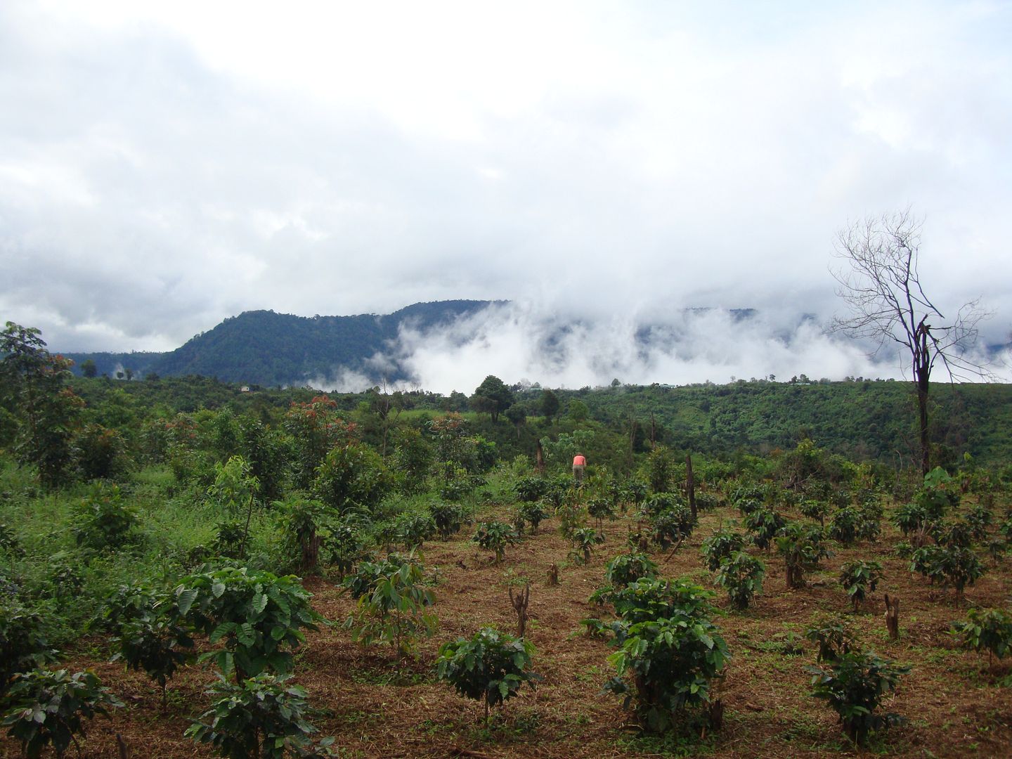 18 días por Camboya y Laos (Septiembre 2012) - Blogs de Asia Sudeste - PAKSE (excursión Bolaven Plateau) (3)