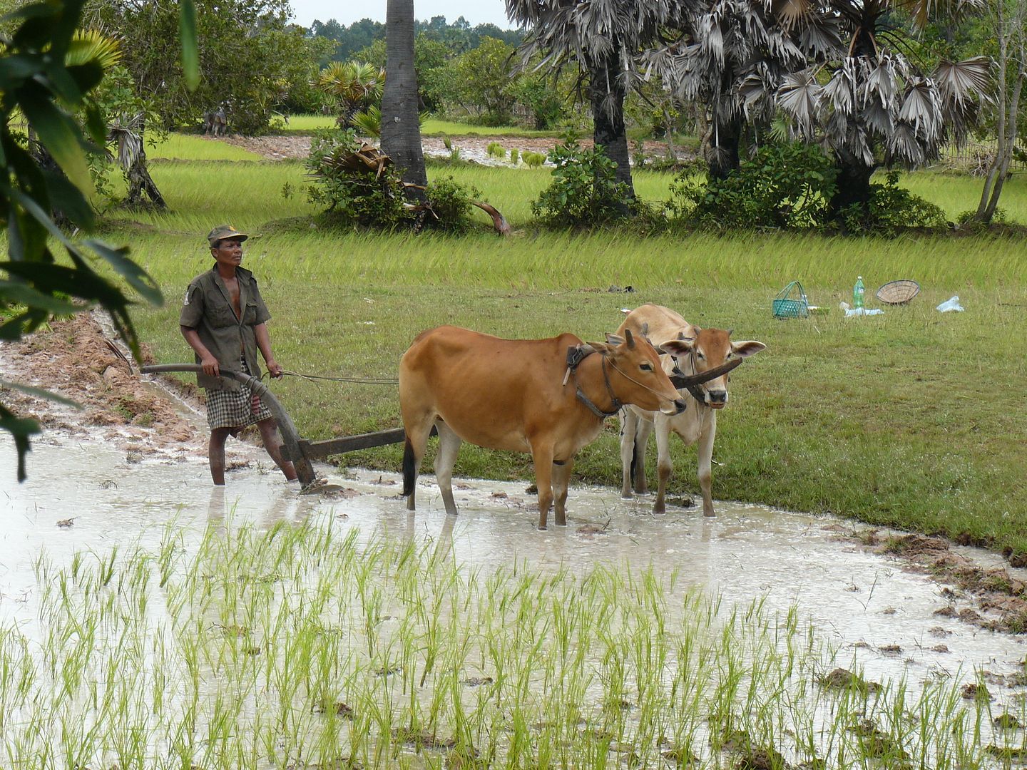 SIEM REAP (segundo día de templos) - 18 días por Camboya y Laos (Septiembre 2012) (3)