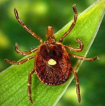 Amblyomma-americanum-female