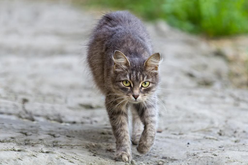 IMAGE: http://i1229.photobucket.com/albums/ee480/zavcom/Animals/IMG_3784-1.jpg