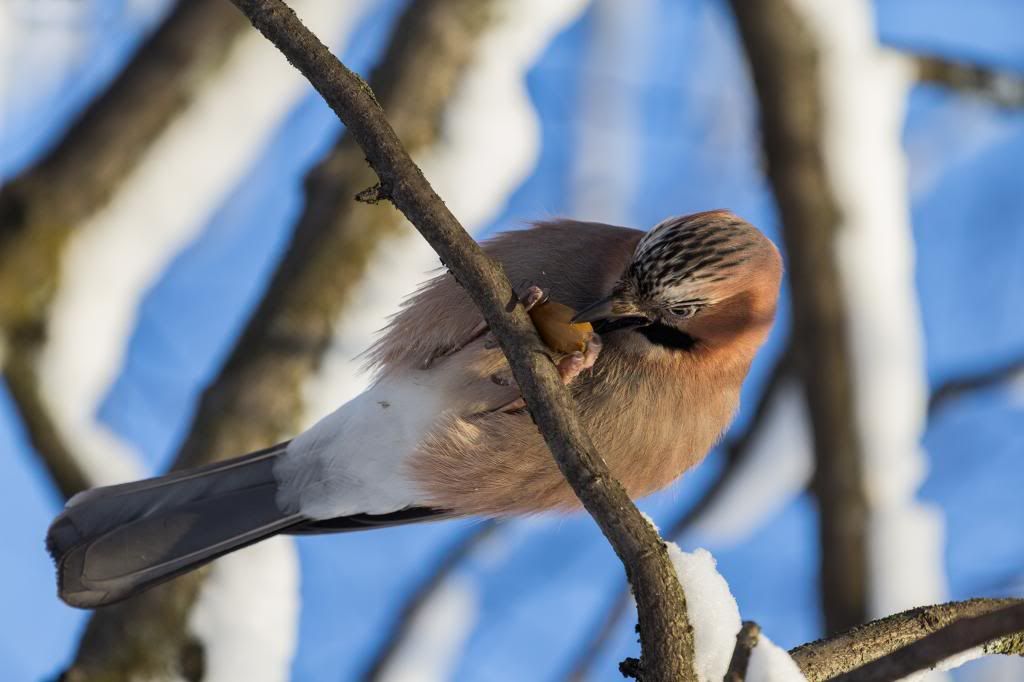 IMAGE: http://i1229.photobucket.com/albums/ee480/zavcom/Animals/IMG_5829_zps27428ffe.jpg