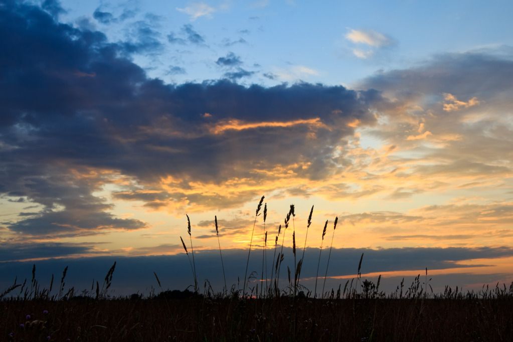 IMAGE: http://i1229.photobucket.com/albums/ee480/zavcom/Nature/IMG_3665.jpg