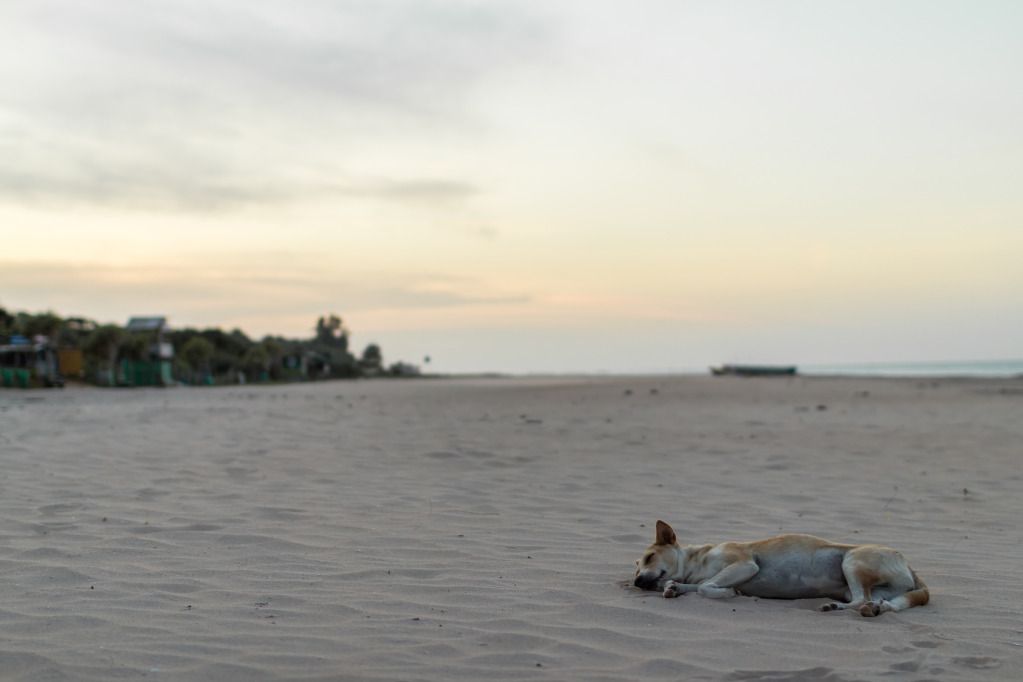 IMAGE: http://i1229.photobucket.com/albums/ee480/zavcom/Sri%20Lanka%202012/IMG_0900.jpg