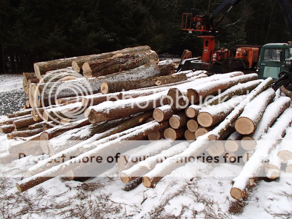 Some Pic's from current logging project at my home | Arboristsite.com