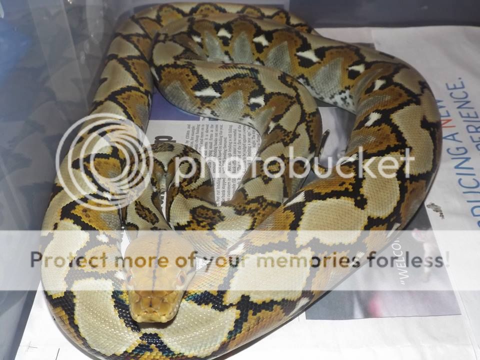 New lavender albino retic! | Reptile Forums